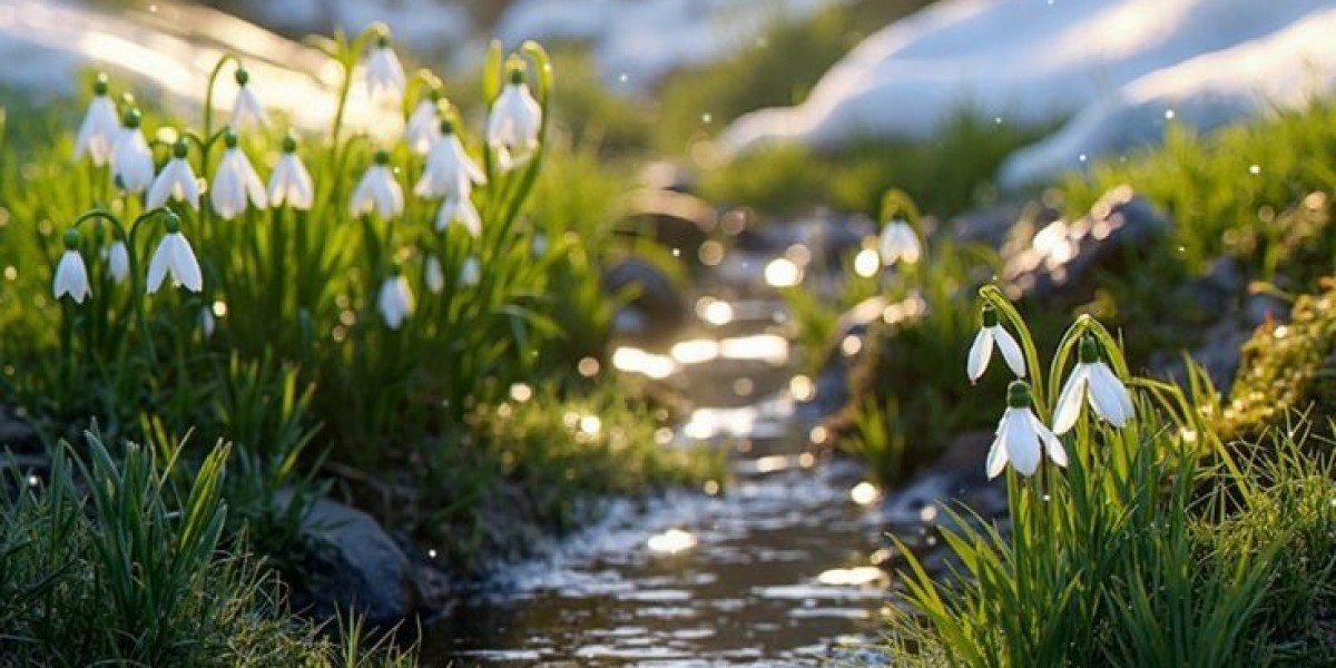 The Snowdrop: A Symbol of Purity and Hope