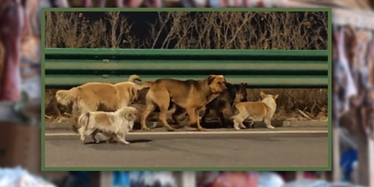 සුනඛයන් සත් දෙනක්ගේ වික්‍රමය